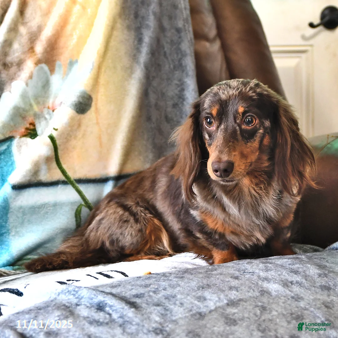 Miniature Dachshund dogs for sale: Echo - Ad 7