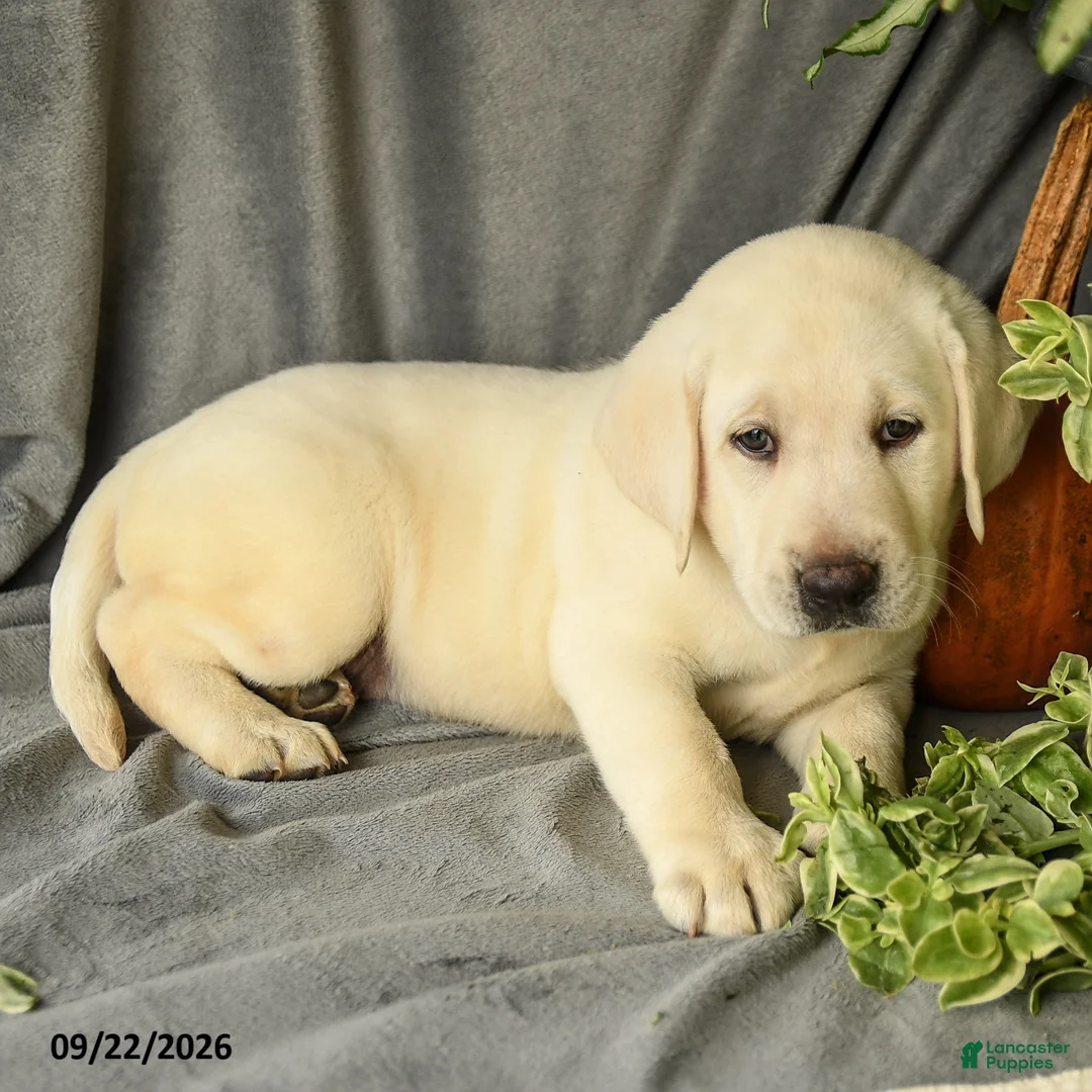 Labrador Retriever dogs for sale: Diesel - Ad 2