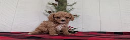 Cavapoo dogs for sale: Dakota  - Ad 4
