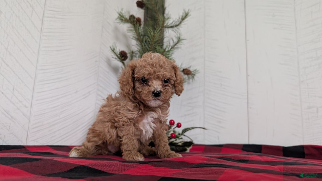 Cavapoo dogs for sale: Dakota  - Ad 4