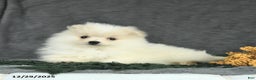 Pomeranian dogs for sale: Finley - Ad 4