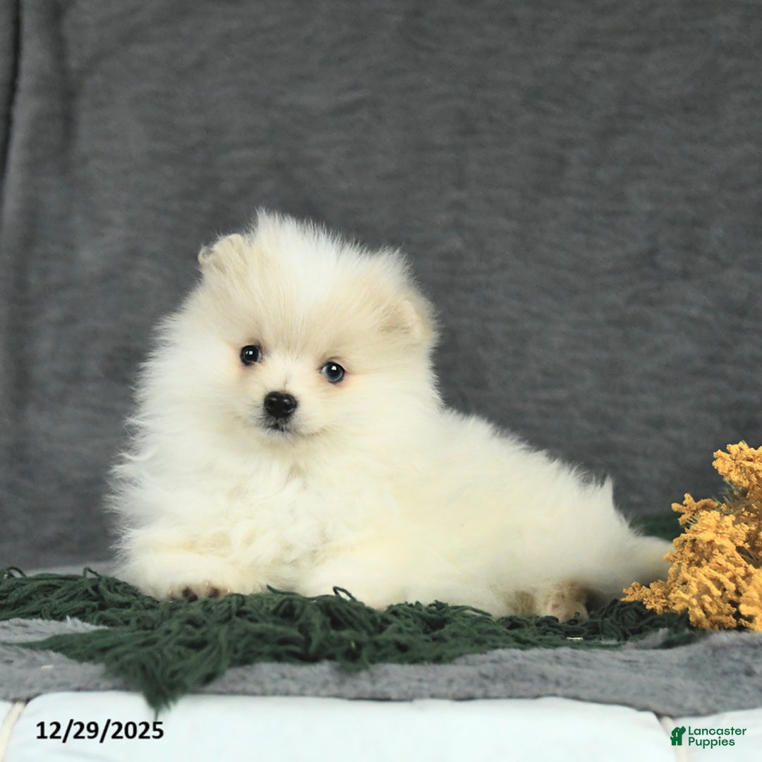 Pomeranian dogs for sale: Finley - Ad 4