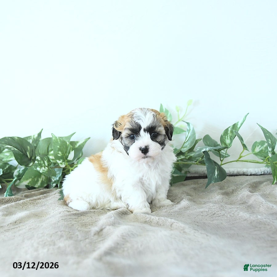 Teddy Bear dogs Mason - Ad 1