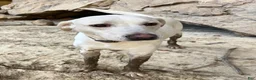 Mixed Breed dogs for sale: Ozzy - Ad 6