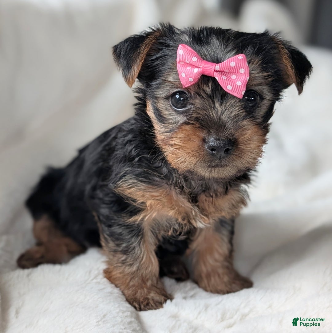 Yorkshire Terrier dogs for sale: Anna - Ad 10