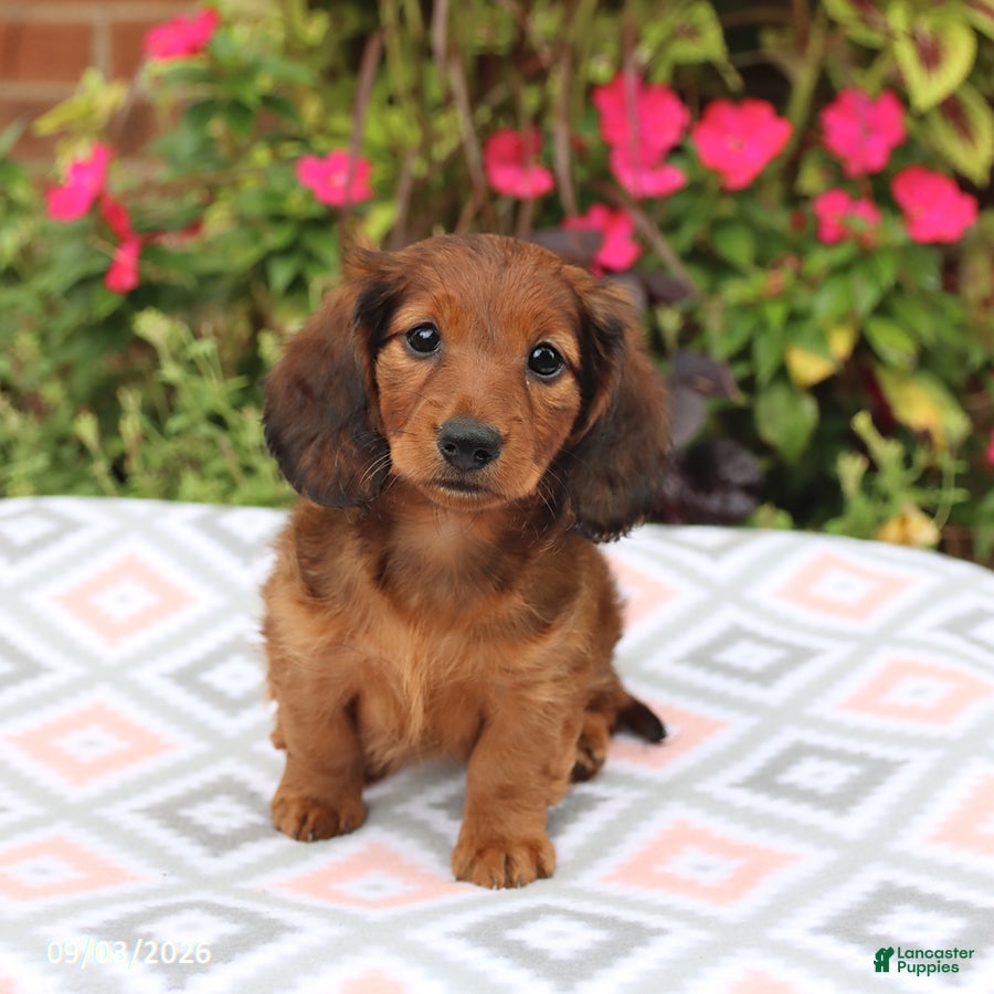 Miniature Dachshund dogs Dora - Ad 1
