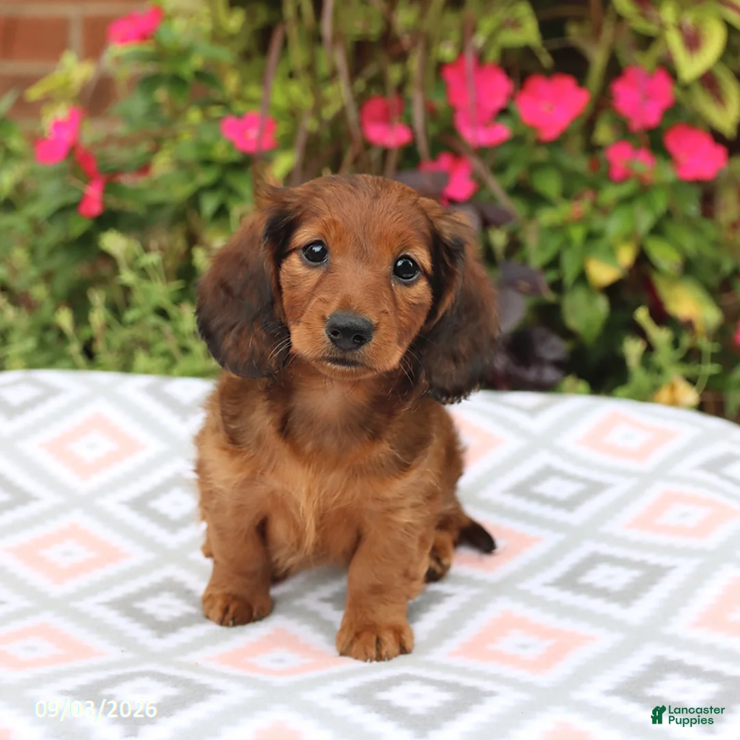 Miniature Dachshund dogs for sale: Dora - Ad 1