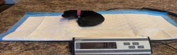 Rottweiler dogs for sale: Asia - Ad 1