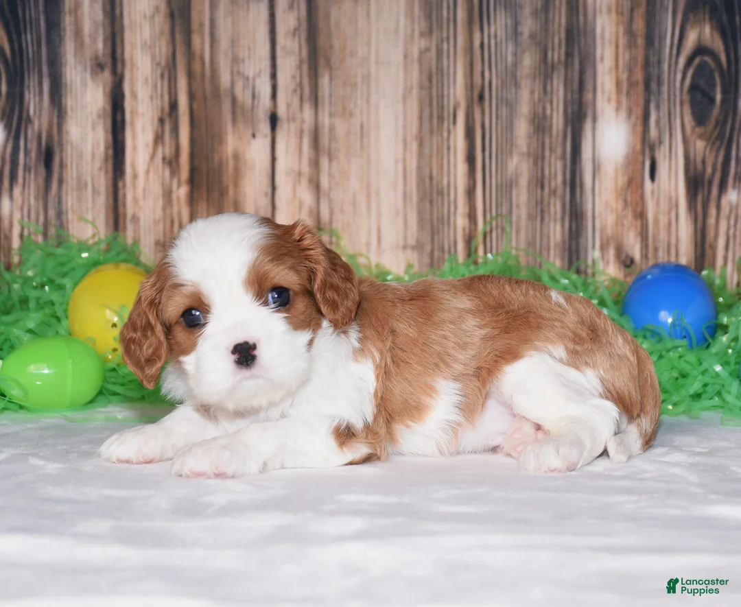 Cavalier King Charles Spaniel dogs for sale: Nox - Ad 1