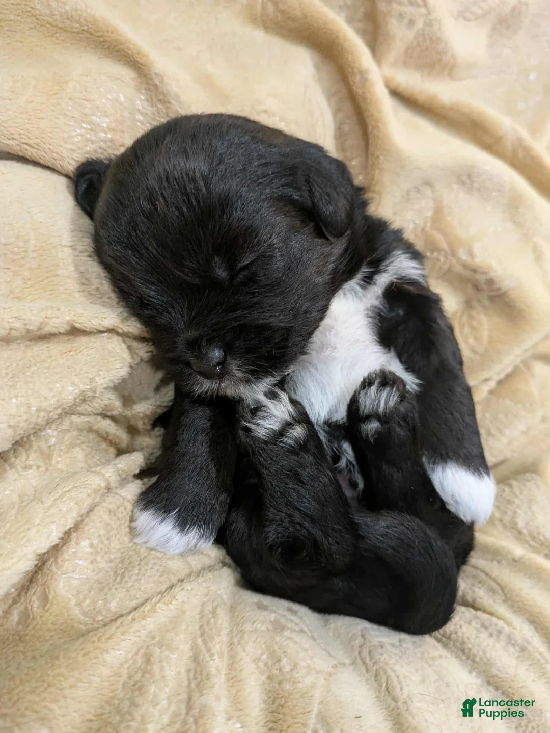 Mixed Breed dogs for sale: Mixed Breed Puppy 2 - Ad 2