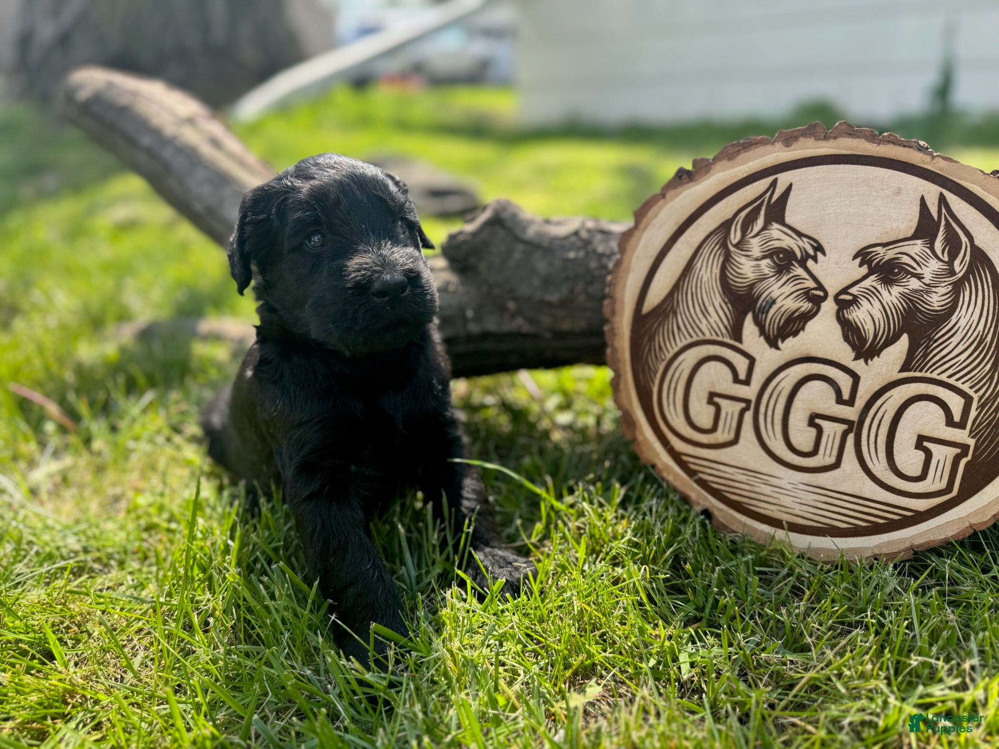 Giant Schnauzer dogs Garnett  - Ad 6