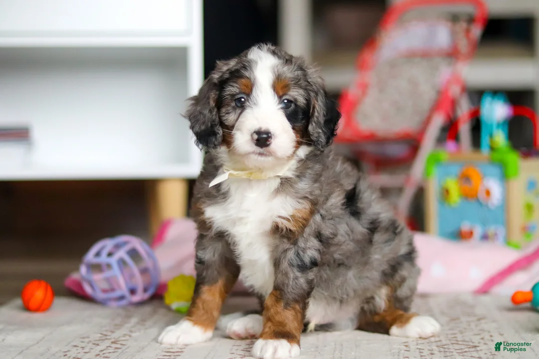 Mini Bernedoodle dogs for sale: Zuma - Ad 1