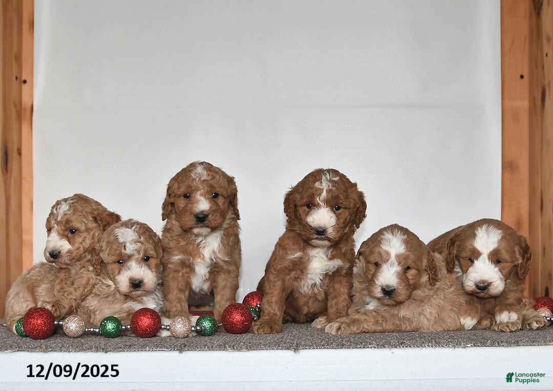 Mini Goldendoodle dogs for sale: Jenny - Ad 3