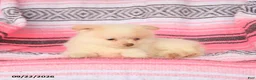 Pomeranian dogs for sale: Tommy - Ad 3
