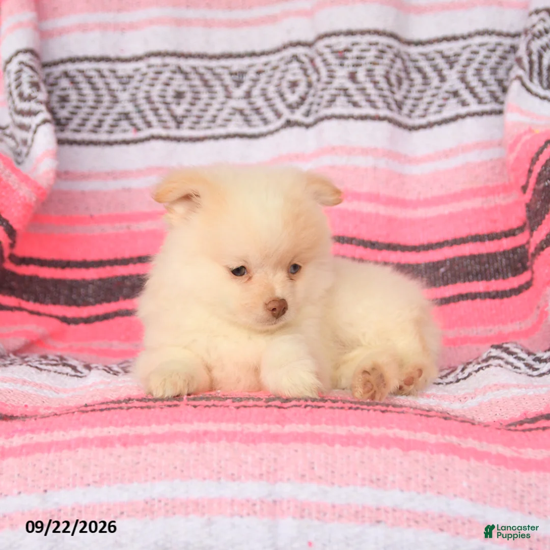 Pomeranian dogs for sale: Tommy - Ad 3
