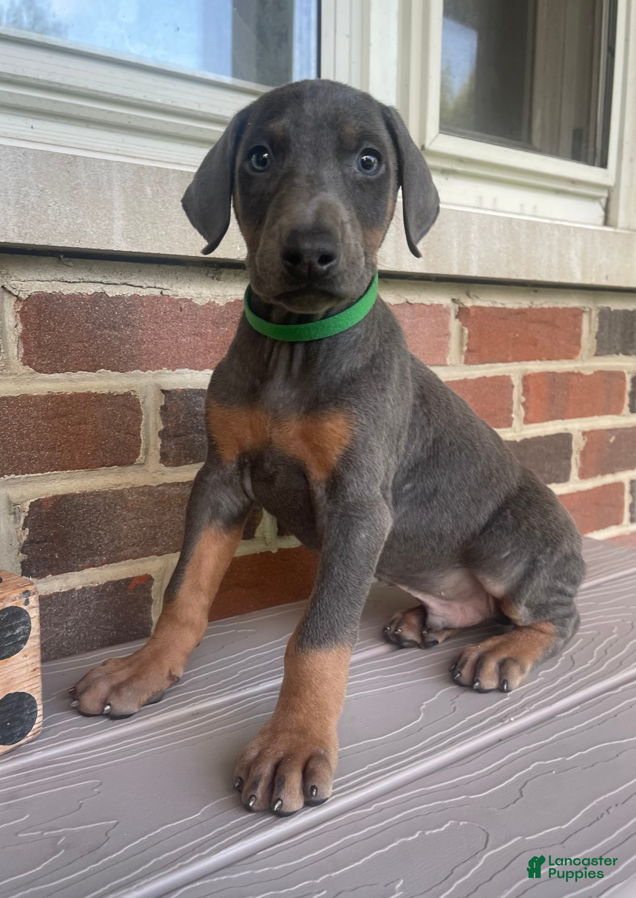 Doberman Pinscher dogs Wolverine - Ad 1