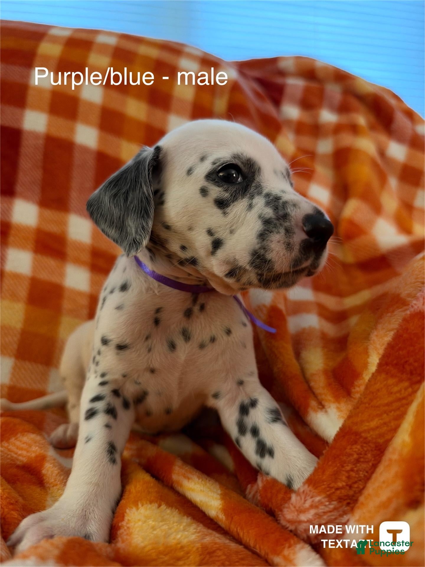 Dalmatian dogs Purple/blue - Ad 38