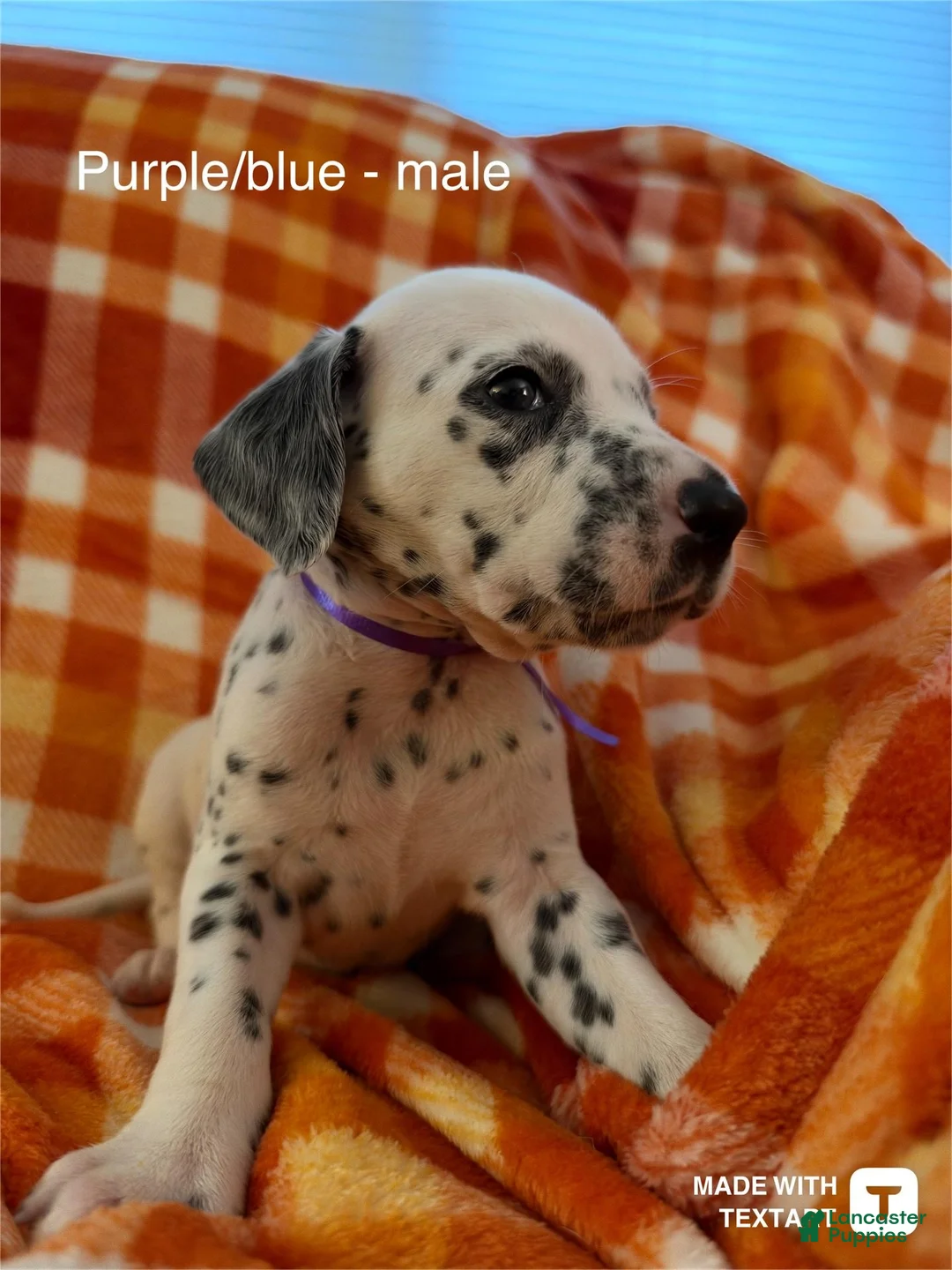 Dalmatian dogs for sale: Purple/blue - Ad 1