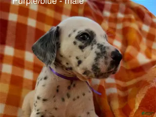Dalmatian dogs Purple/blue - Ad 38