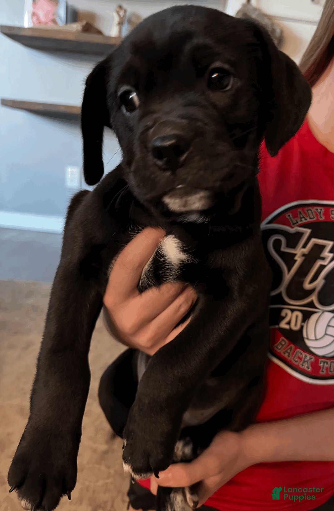 Mixed Breed dogs for sale: Dark Blue Collar Female - Ad 1