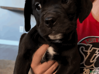 Mixed Breed dogs for sale: Dark Blue Collar Female - Ad 2