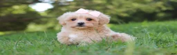 Maltipoo dogs for sale: Annie - Ad 2