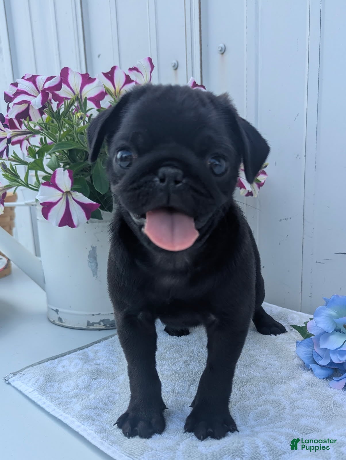 Pug dogs Zeke  - Ad 2