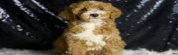 Mini Goldendoodle dogs for sale: Amber - Ad 1