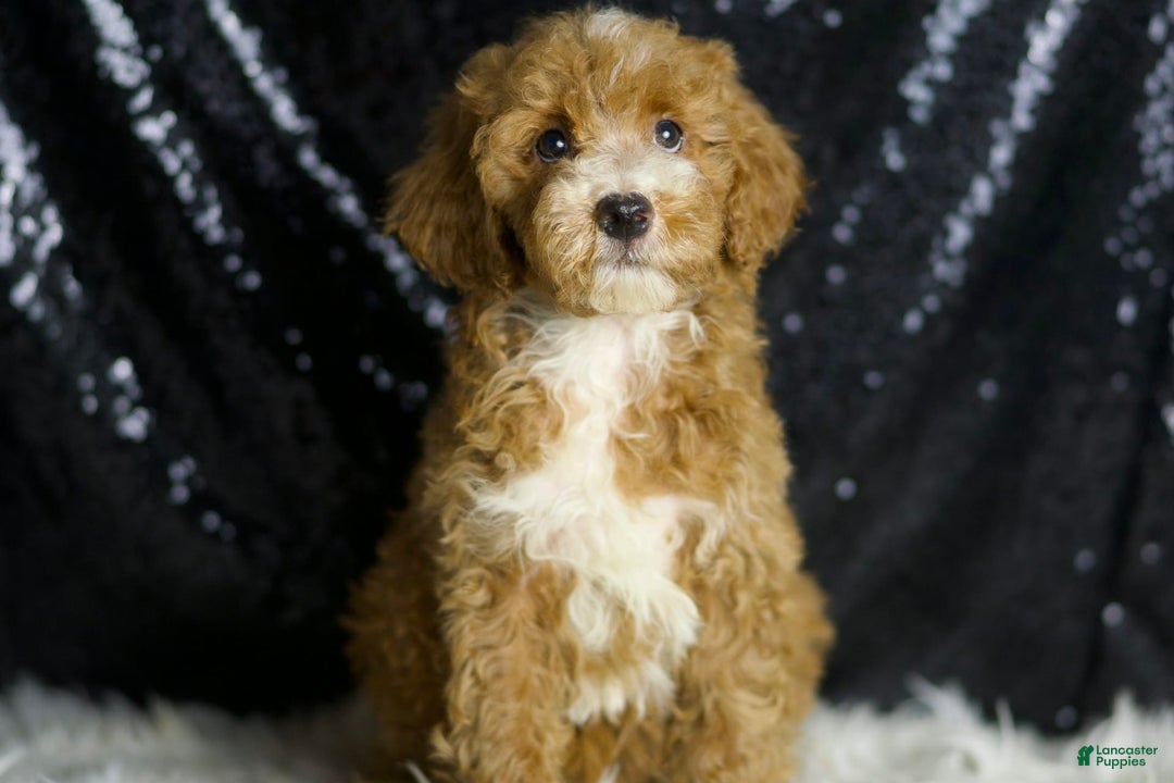 Mini Goldendoodle dogs for sale: Amber - Ad 1