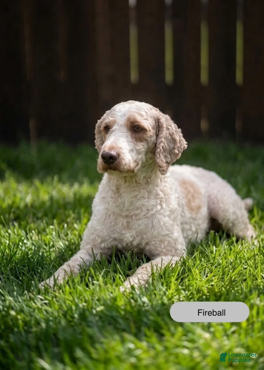 Mini Goldendoodle dogs for sale: Kobe - Ad 8