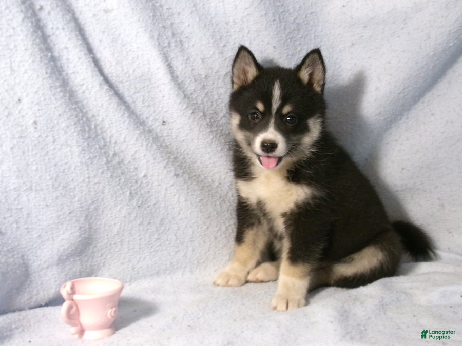 Patsy (Pomsky, Female) in Polo, IL