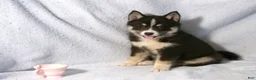 Pomsky dogs for sale: Patsy - Ad 1