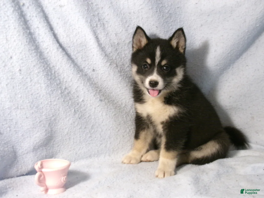 Pomsky dogs for sale: Patsy - Ad 1