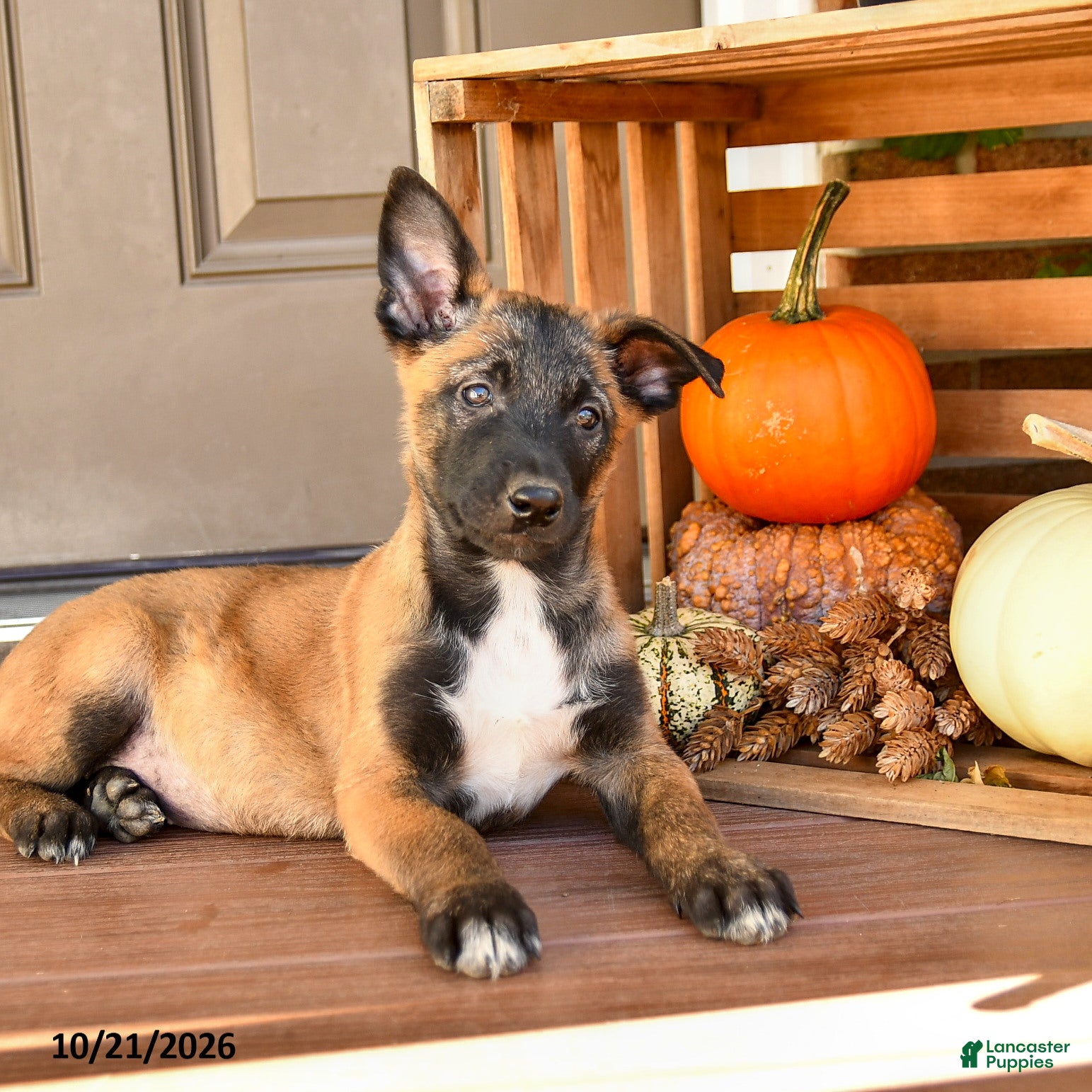 Belgian Malinois dogs for sale: Aurora - Ad 2