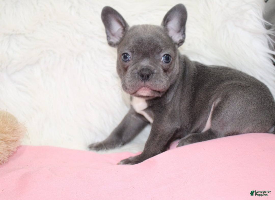 Mixed Breed dogs for sale: Beau - Ad 5