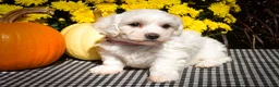 Maltese dogs for sale: Dream🌸 - Ad 3