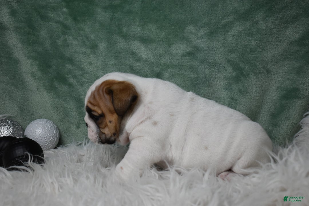 English Bulldog dogs for sale: Olaf - Ad 4