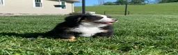 Bernese Mountain Dog dogs for sale: SweetPea - Ad 6