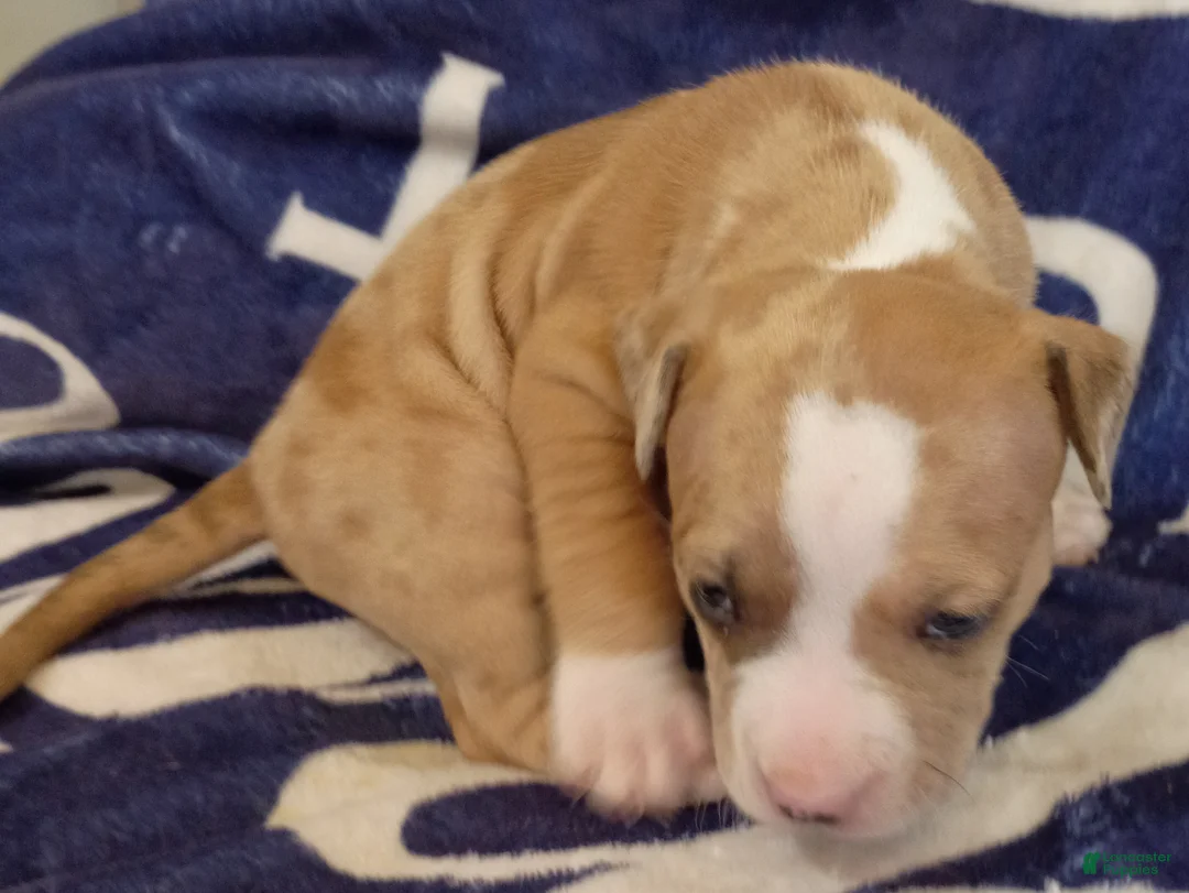 American Bully dogs for sale: Lilac merle male - Ad 2