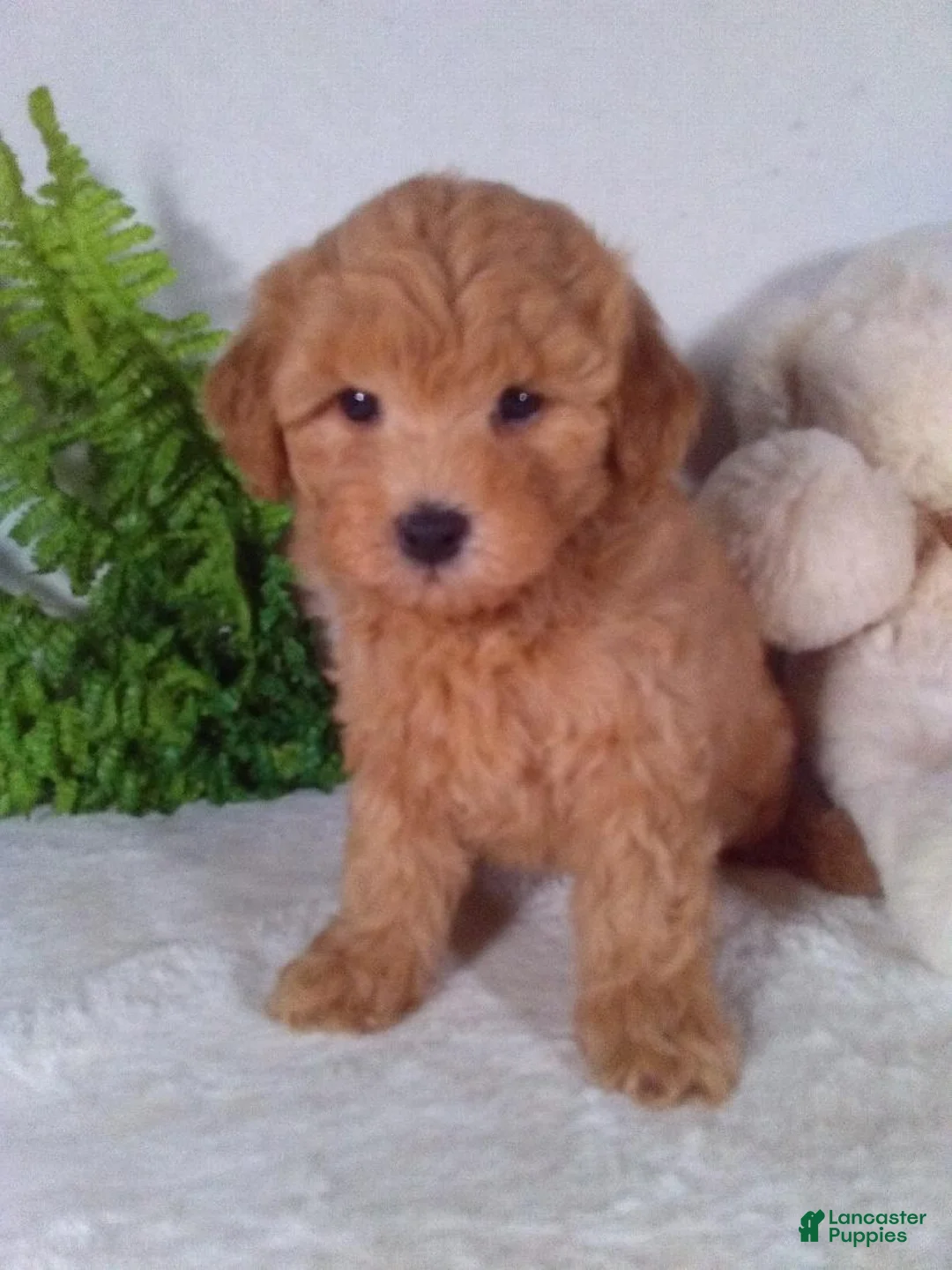Bichpoo dogs for sale: Joey - Ad 2