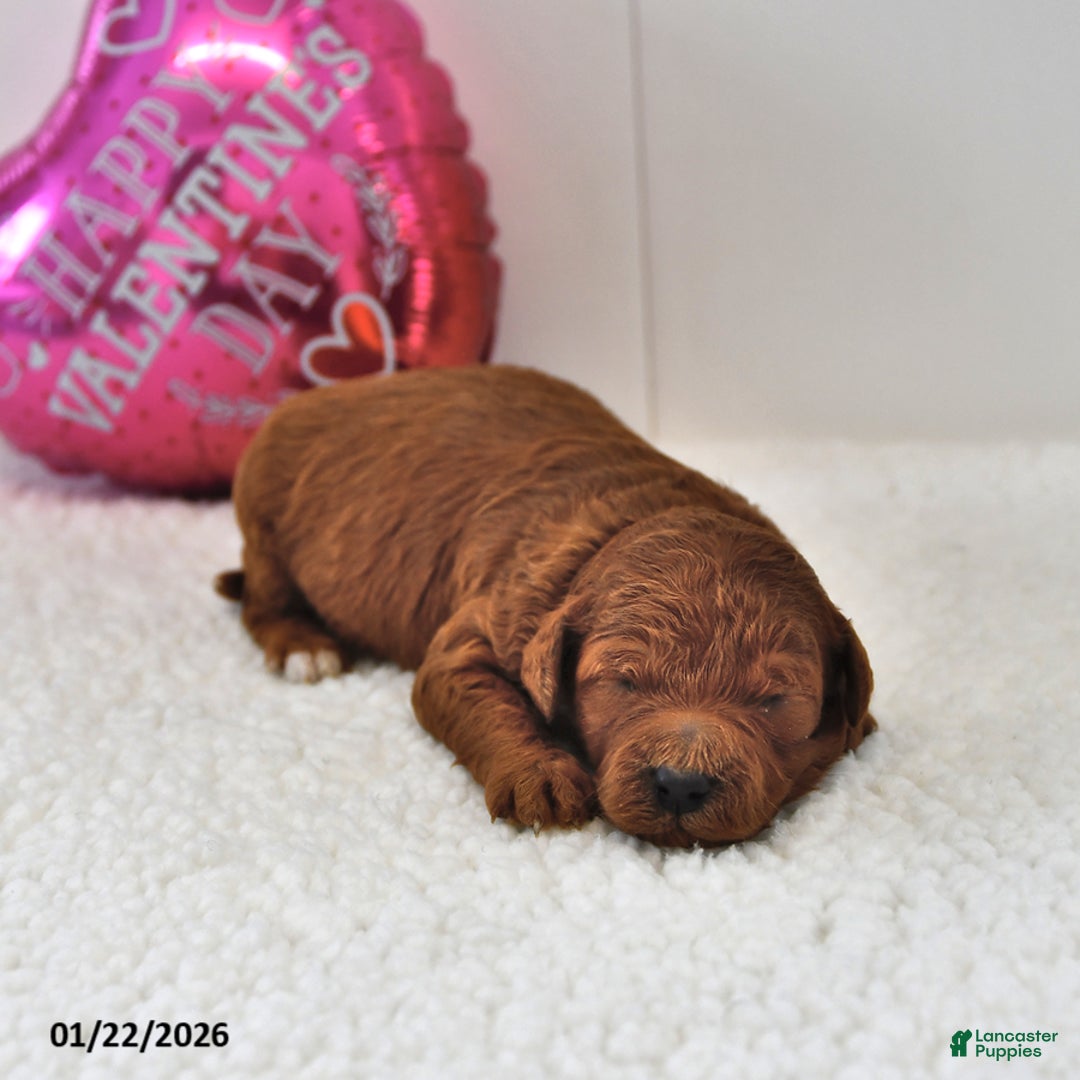 Mini Goldendoodle dogs for sale: Benji - Ad 2