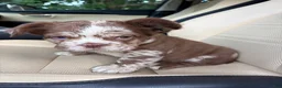 French Bulldog dogs for sale: French Bulldog 1 - Ad 3