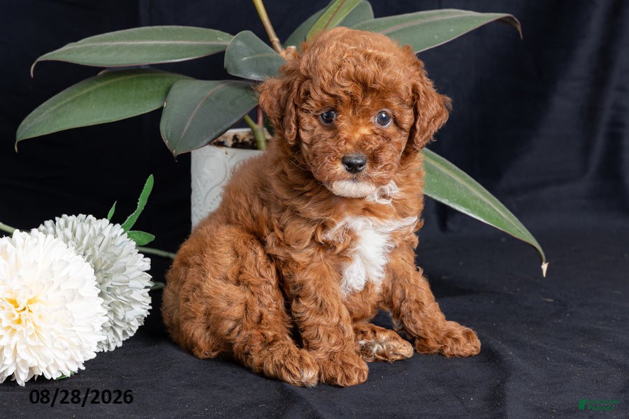 Miniature Poodle dogs for sale: Walnut - Ad 2