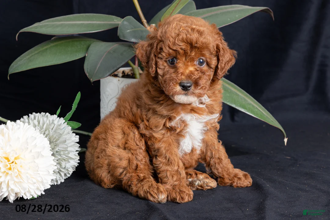 Miniature Poodle dogs for sale: Walnut - Ad 1