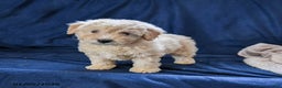 Miniature Poodle dogs for sale: Boots - Ad 2