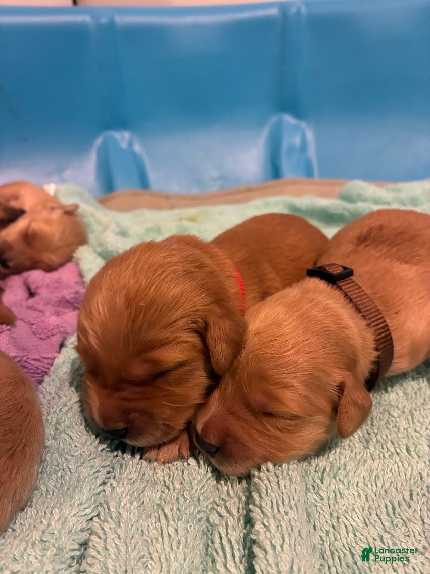Golden Retriever dogs 9# Warlock - Ad 1
