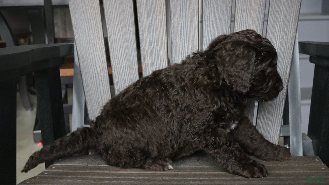 Newfypoo dogs for sale: Roxy - Ad 3