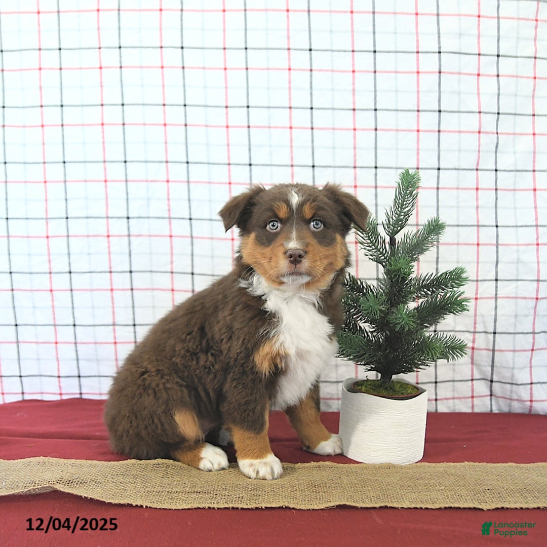 Australian Shepherd dogs for sale: Tinsel - Ad 4