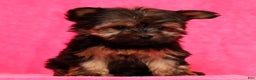 Yorkshire Terrier dogs for sale: Jody - Ad 7