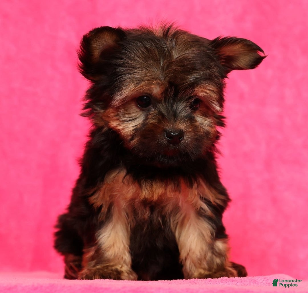 Yorkshire Terrier dogs for sale: Jody - Ad 7